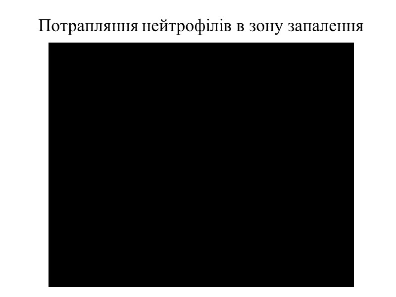 Потрапляння нейтрофілів в зону запалення